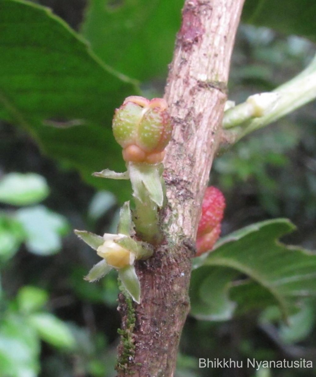 Agrostistachys indica Dalzell